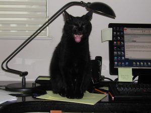 Jinx the cat - Stephen Spotte